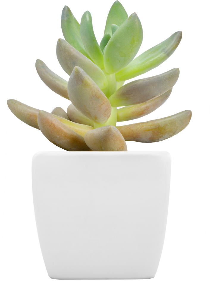 Succulent Plant in White Pot