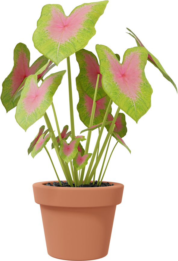 Potted ornamental plant