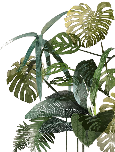 Botanical Decorative Plants